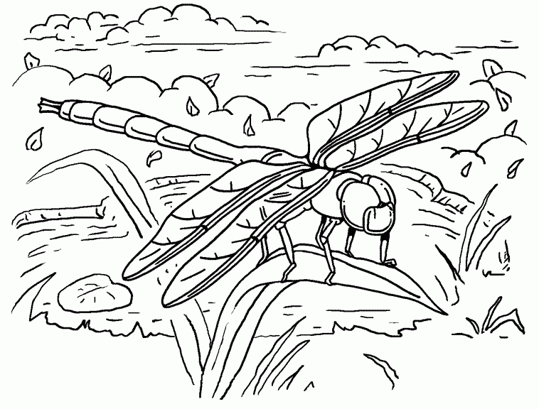 desene de colorat libelula